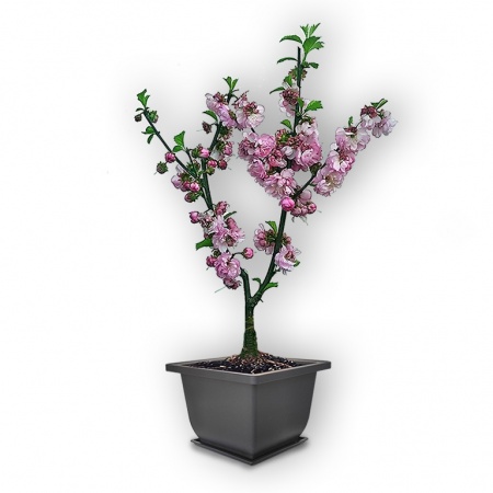 Mandeles bonsai, Ref. 2836