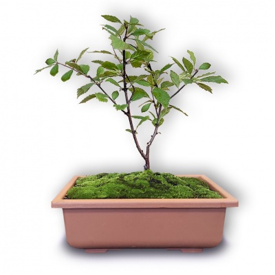 Mandeles bonsai, Ref. 2836