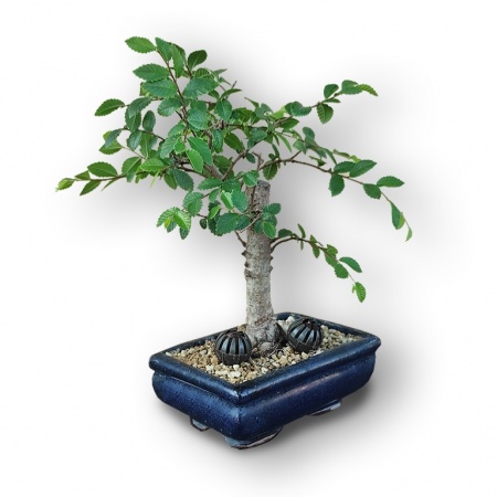Ķīnas gobas bonsai, Ref. 2322