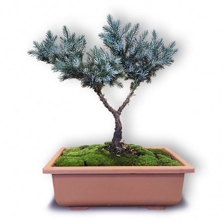 Bonsai Zvīņainais kadiķis, Ref. Nr. 2335