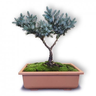 Bonsai Blue Star, Ref. 2335