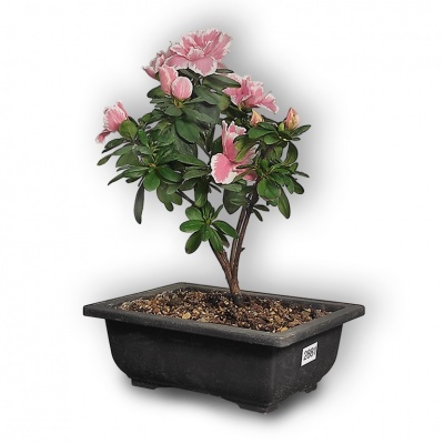 Japanese Azalea, Ref. 2881