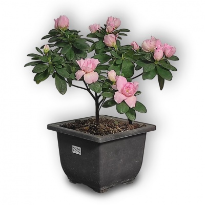 Japānas acālijas bonsai, Ref. 2882