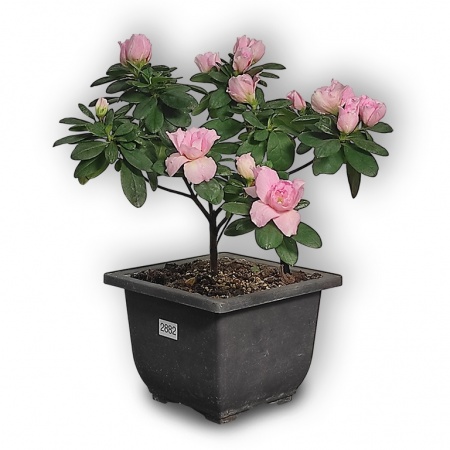 Japānas acālijas bonsai, Ref. 2882