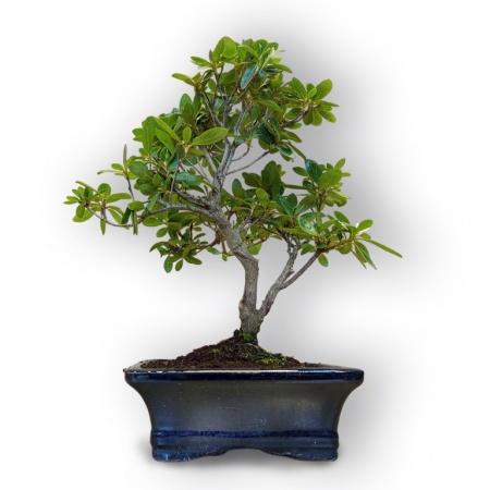 Japānas acālijas bonsai, Ref. 8109