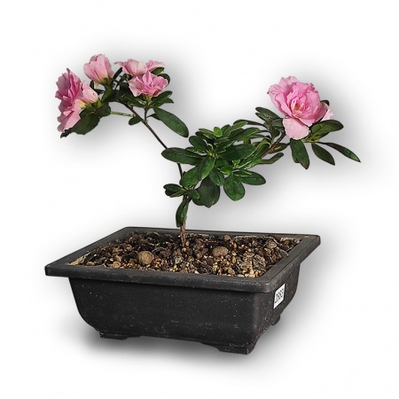 Japānas acālijas bonsai, Ref. 2883