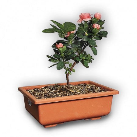 Japānas acālijas bonsai, Ref. 2884
