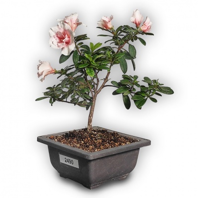 Bonsai Japanese Azalea, Ref. 2490