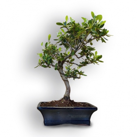 Japānas acālijas bonsai, Ref. 8102