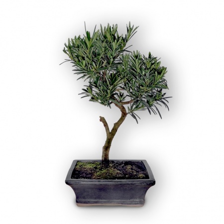 Buddas priedes bonsai, Ref. 2885