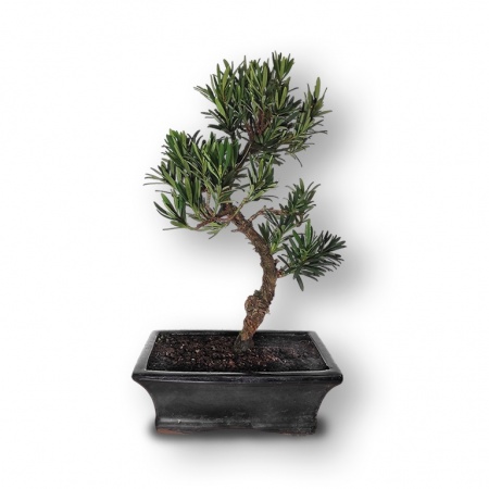 Buddas priedes bonsai, Ref. 2886