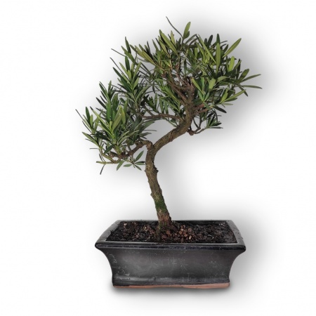 Buddas priedes bonsai, Ref. 2887