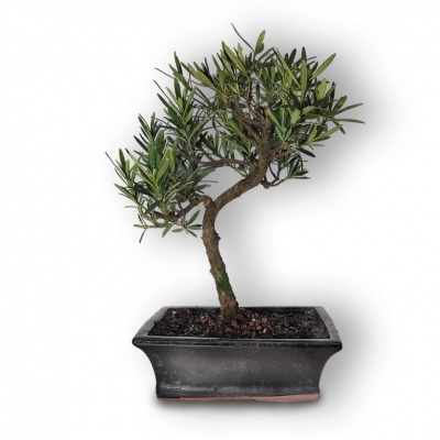 Buddhist pine bonsai, Ref. 2887