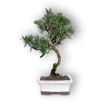 Buddhist pine bonsai, Ref. 2888