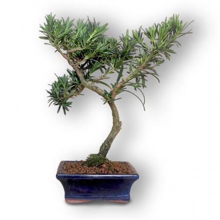 Buddas priedes bonsai, Ref. 2889
