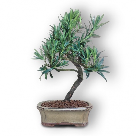Buddas priedes bonsai, Ref. 2890