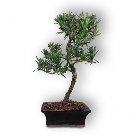 Buddas priedes bonsai, Ref. 2892