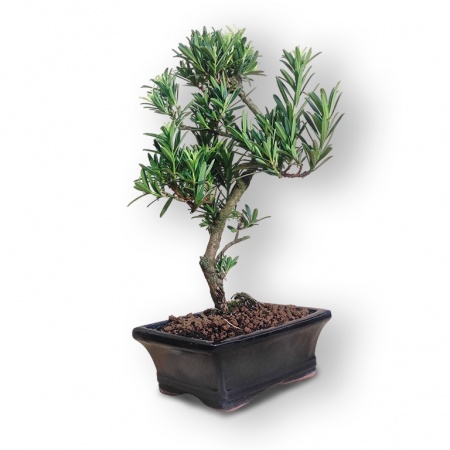 Buddas priedes bonsai, Ref. 2893