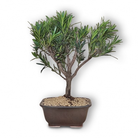 Buddas priedes bonsai, Ref. 2891