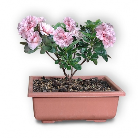 Japānas acālijas bonsai, Ref. 2863