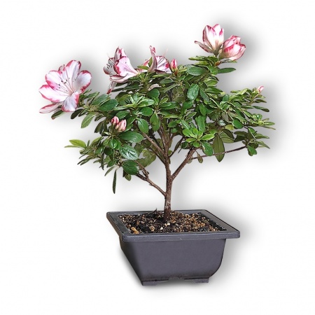 Japānas acālijas bonsai, Ref. 2493-5