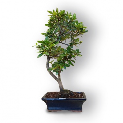 Japānas acālijas bonsai, Ref. 8100