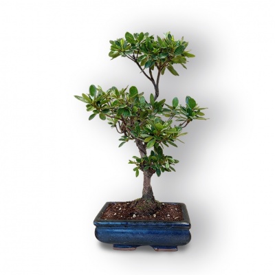 Japānas acālijas bonsai, Ref. 8103