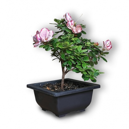 Japānas acālijas bonsai, Ref. 2485