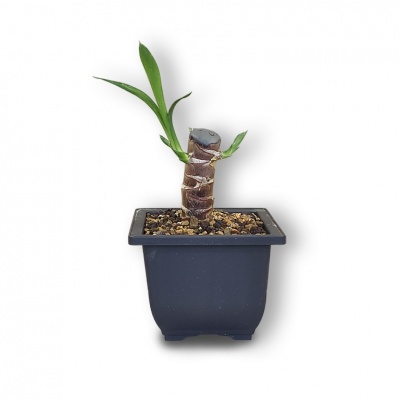 Dracaena, Ref. 2897