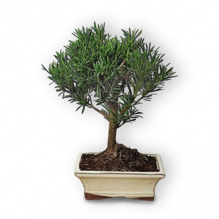 Buddhist pine bonsai, Ref. 2950