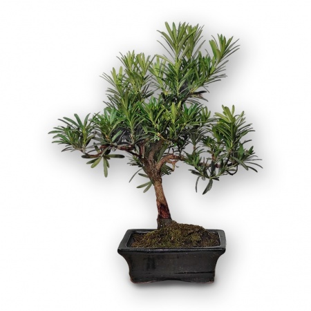 Buddhist pine bonsai, Ref. 2951