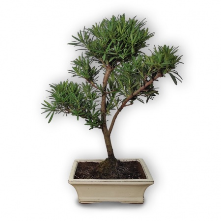 Buddhist pine bonsai, Ref. 2952