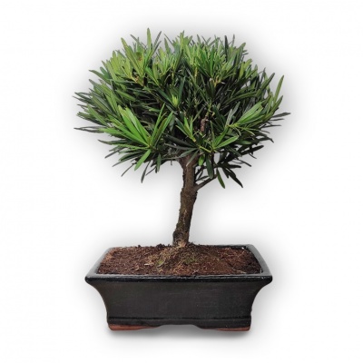 Buddhist pine bonsai, Ref. 2954