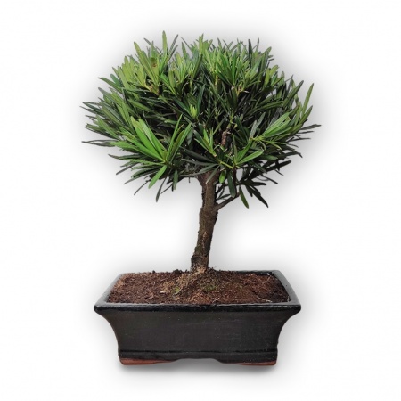Buddhist pine bonsai, Ref. 2954