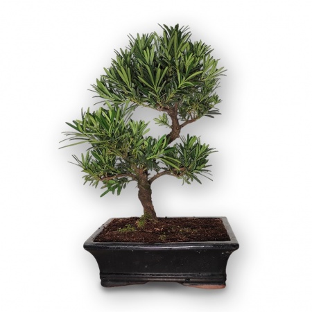 Buddhist pine bonsai, Ref. 2955