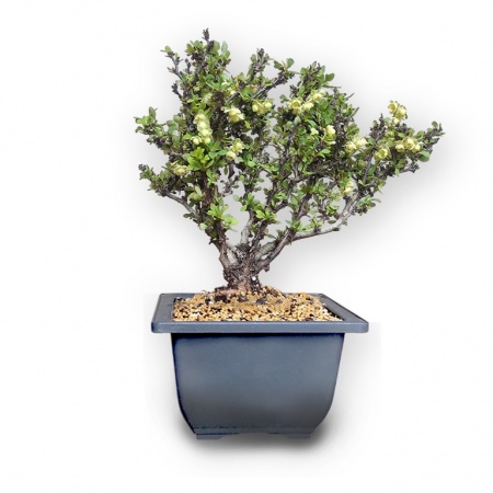 Barberry bonsai, Ref. 2958