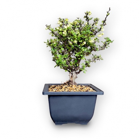 Barberry bonsai, Ref. 2959