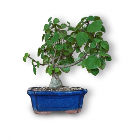 Piparmētras bonsai, Ref. 2876