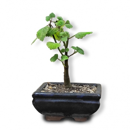 Bonsai mint, Ref. 2876