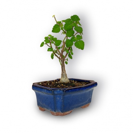 Piparmētras bonsai, Ref. 2876