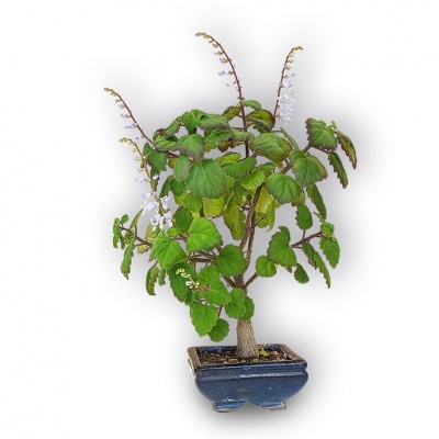 Bonsai mint, Ref. 2878