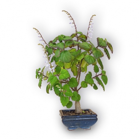 Piparmētras bonsai, Ref. 2878