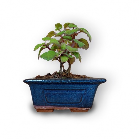 Bonsai mint, Ref. 8126