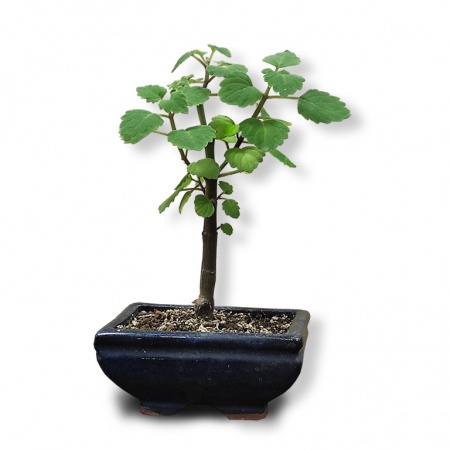 Bonsai mint, Ref. 2878