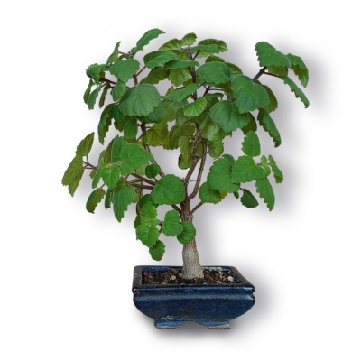 Bonsai mint, Ref. 2878