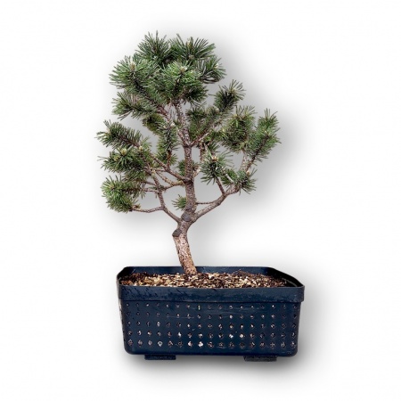 Mountain Pine bonsai, Ref. 2519