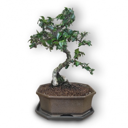 Bonsai Carmona, Ref. 3001