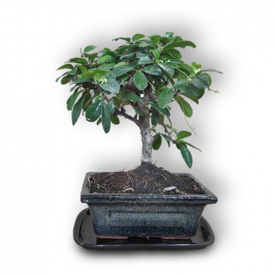 Carmona bonsai, Ref. 3003