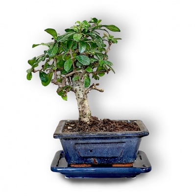 Carmona bonsai, Ref. 3016