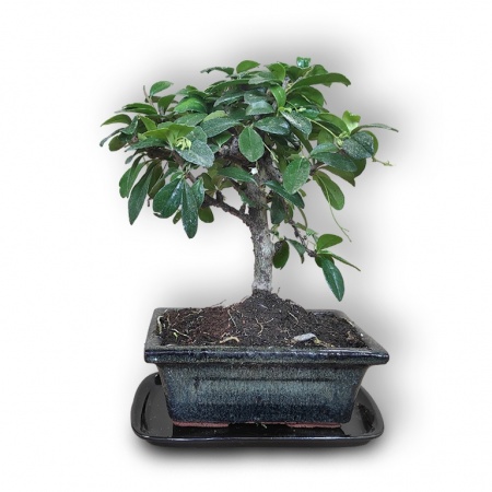 Carmona bonsai, Ref. 3003